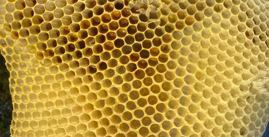 🐝 Imkerei im Mittelalter und ein Experiment im Kanton Zug