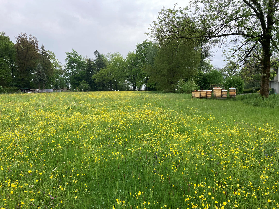 Bio-Honig vom Bienenstand Cham (ZG)