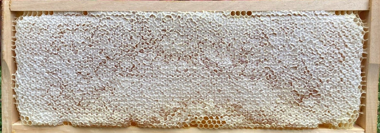 Verdeckelte Biohonigwabe der Bio-Imkerei Arnet Scherrer in Hünenberg im Kanton Zug