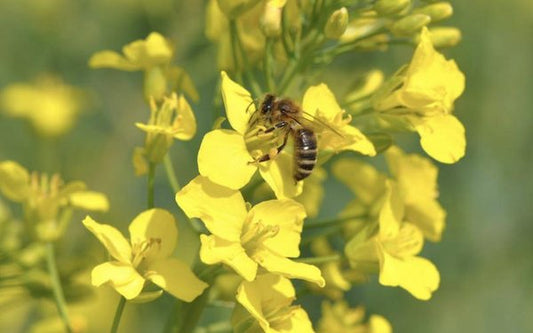 Biene sammelt Nektar auf Rapsblüte für Rapshonig vom Imker