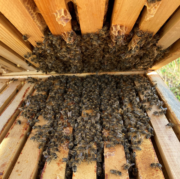 Bienen im Winter
