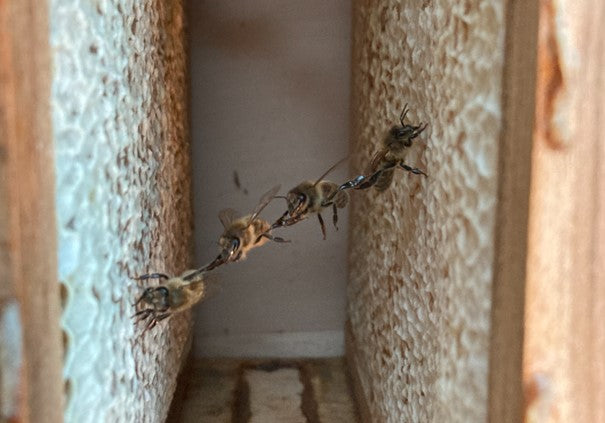 Eine Bienengirlande mit vier Bienen zwischen zwei Bio-Honigwaben. Die Honigwaben haben noch helle Wachsdeckel und müssen entdeckelt werden bevor der Bio-Honig aus den Waben fliesst.
