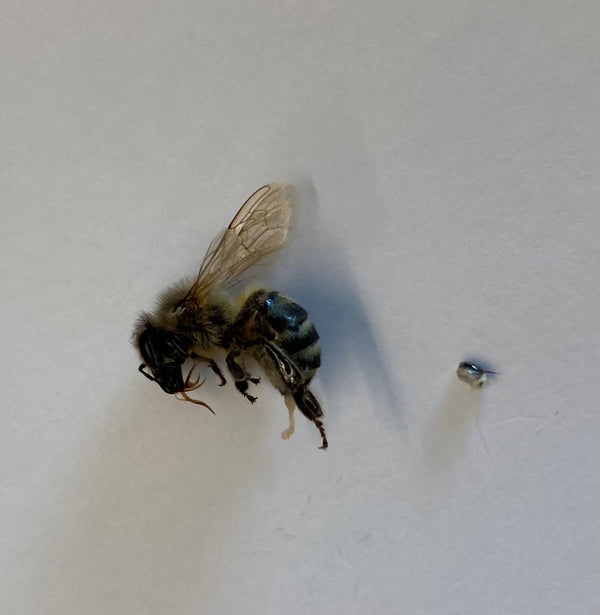 Bienengift