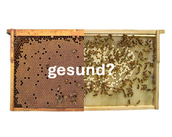 Wie sieht gesunde Bienenbrut aus?