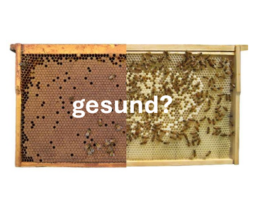 Wie sieht gesunde Bienenbrut aus?