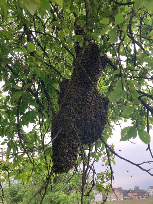 Ein Bienenschwarm an Ästen eines Baumes in Risch-Rotkreuz Zug