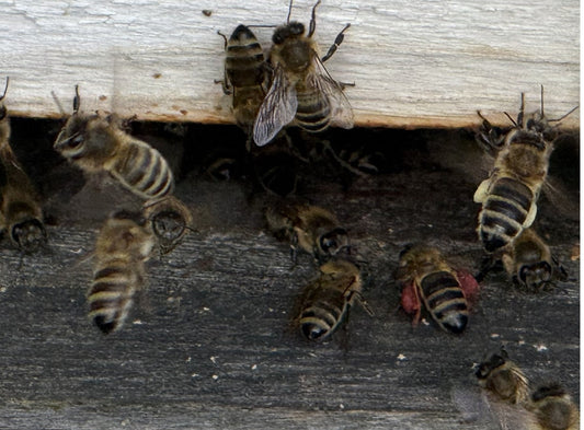 Pollenfarben am Flugloch – was kann dieses dunkle Rot für ein Pollen sein?