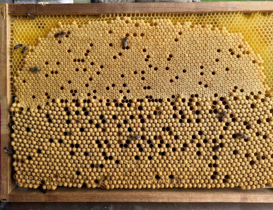 Brutwabe mit Drohnenbrut im unteren Bereich und Bienenbrut im oberen Bereich.