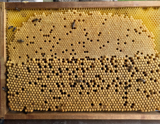 Brutwabe mit Drohnenbrut im unteren Bereich und Bienenbrut im oberen Bereich.