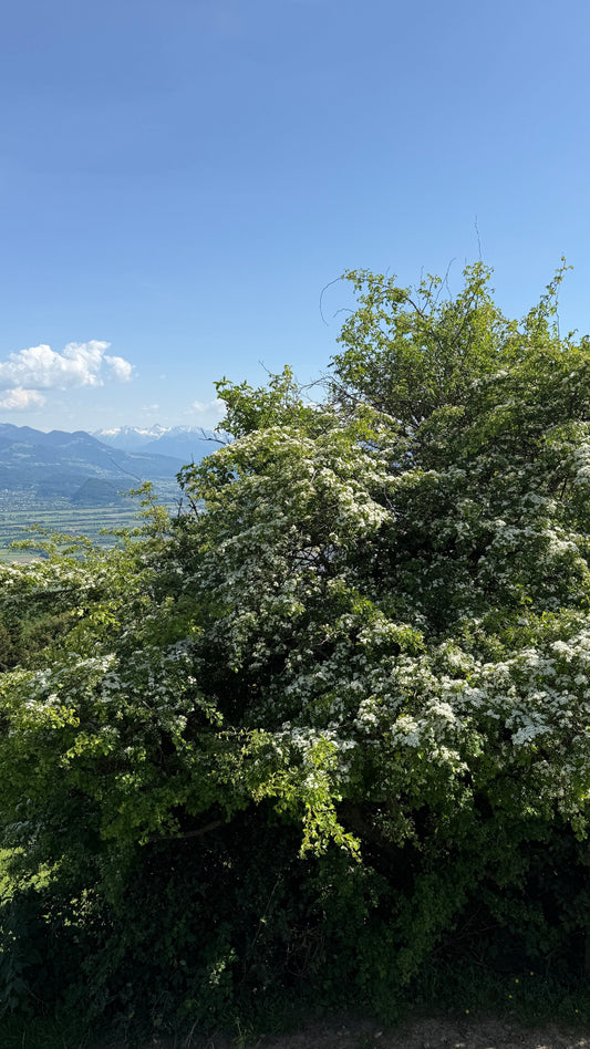 Weissdorn – unterschätzte Frühtracht für starke Bienenvölker