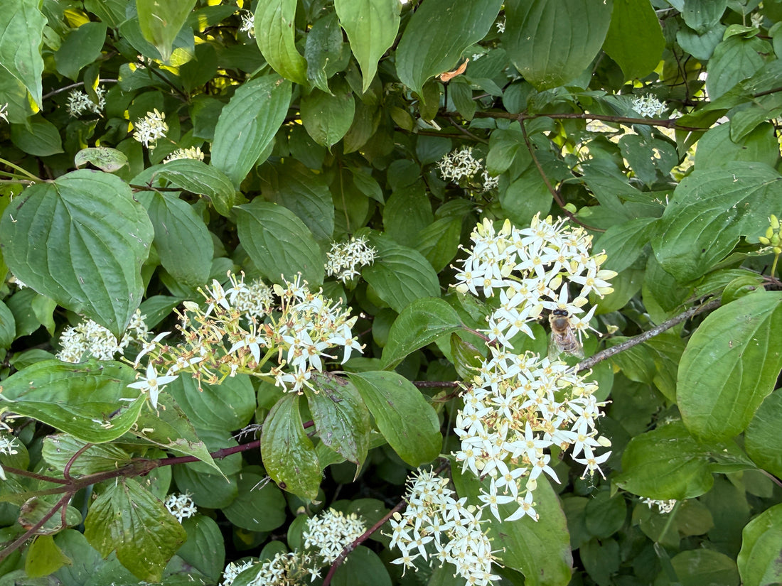 Roter Hartriegel – Dufttracht im Frühling
