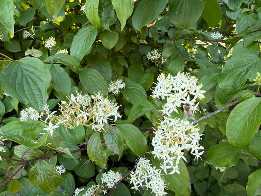 Roter Hartriegel – Dufttracht im Frühling