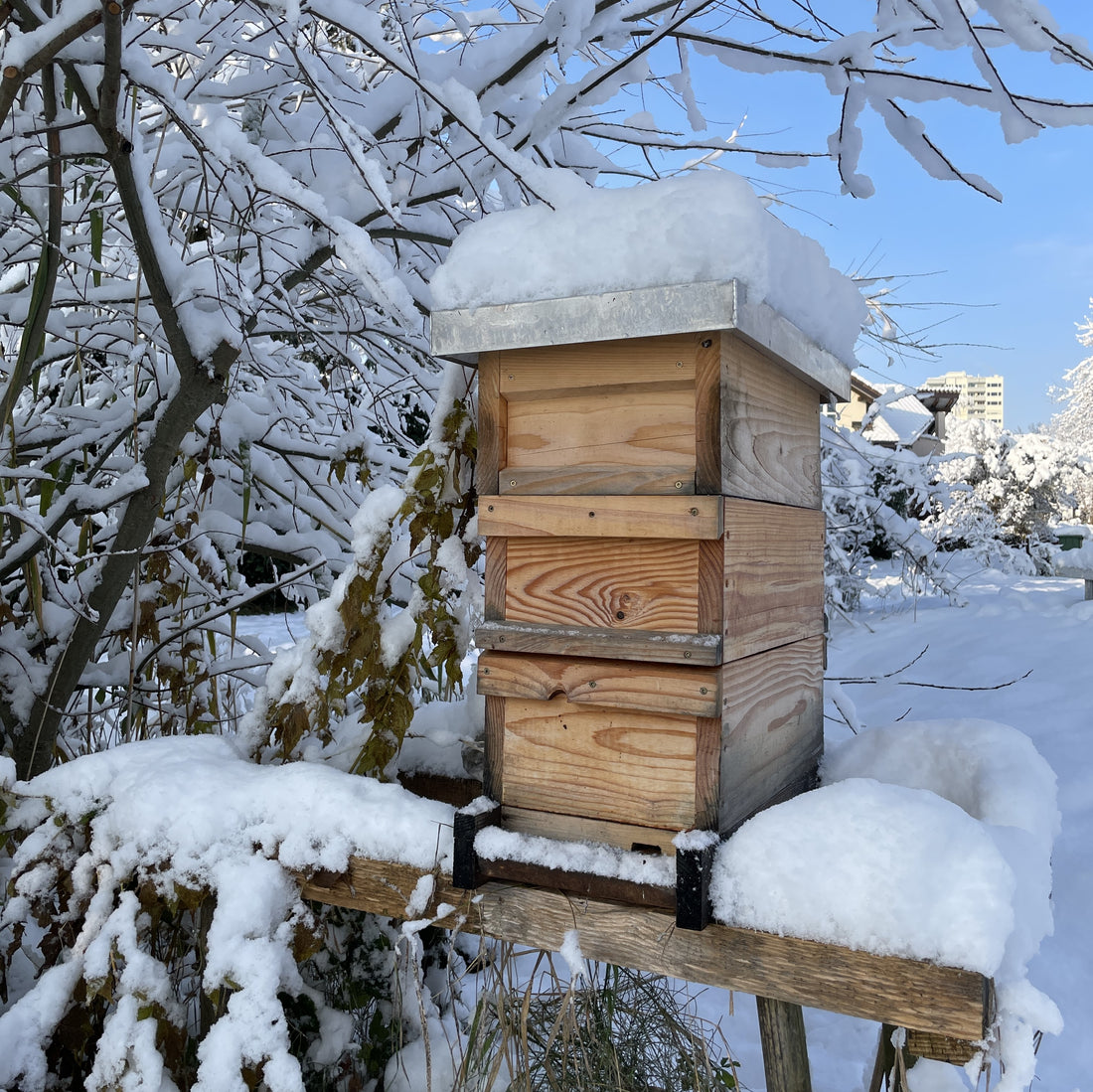 Ein Bienenstock im Winter, eingeschneit und vor verschneiten Ästen stehend, unter blauem Himmel.