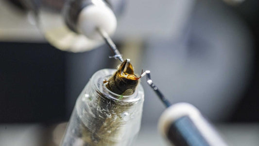 Künstliche Besamung von Bienenköniginnen – und wie hoch sind die Erfolgschancen?