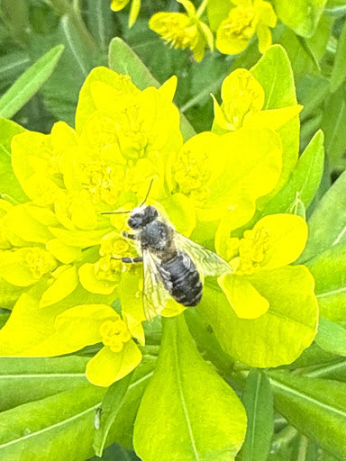 Wildbienen und Wespen im Kanton Zug – unterschätzt, unverzichtbar