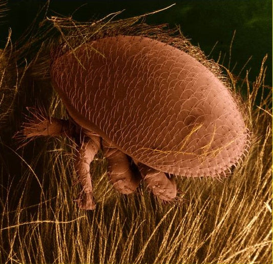 Varroamilbe (Varroa destructor)