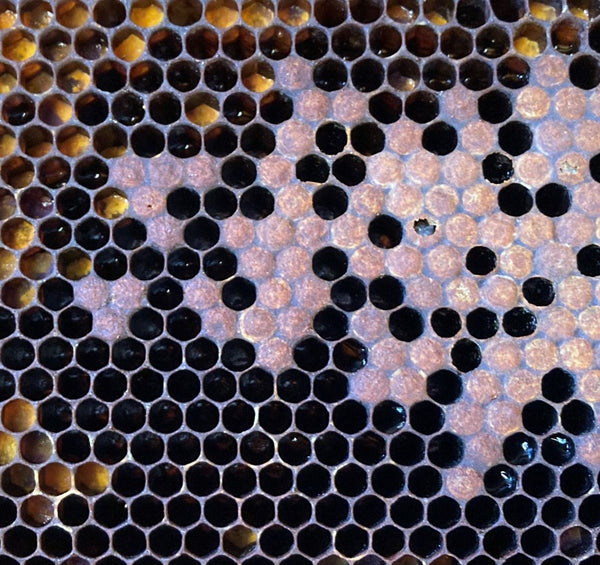 Zwei Bienenvölker sind tot. War das Akute Bienenparalyse Virus (ABPV) schuld?