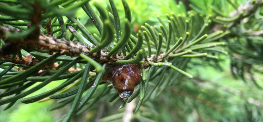 Honigtau im Wald