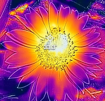 Bienen sammeln nur Honig wenn es sich lohnt