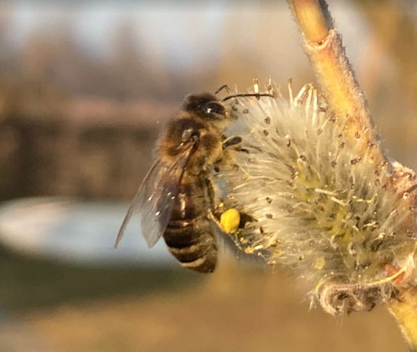 Bestes Bienenwetter