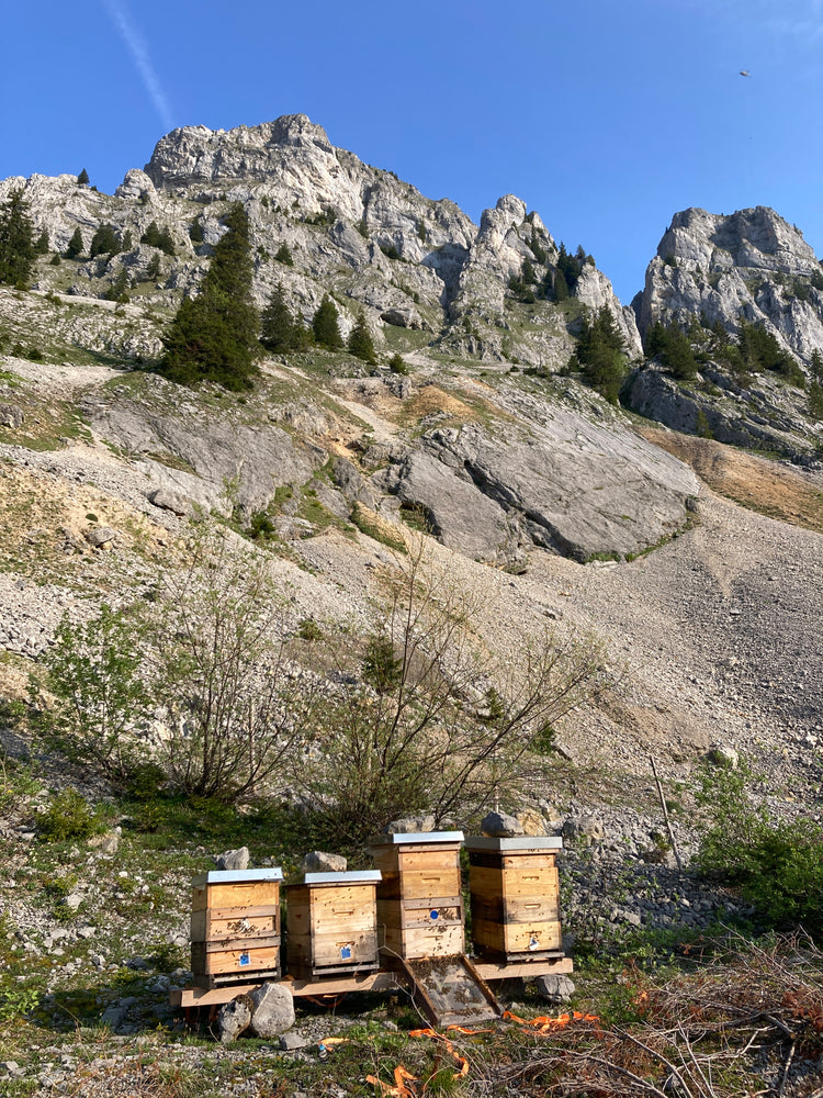 Bio-Honig vom Bienenstand Alp Grön in Flühli (LU)