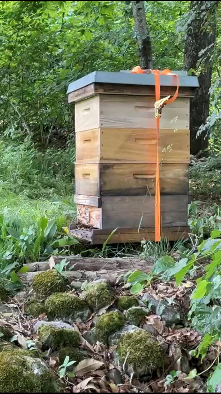 Bienenstock in Maggia im Tessin der Bioimkerei Arnet Scherrer in Hünenberg Zug