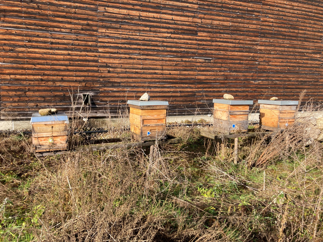 Honig Bienenstand Schachen