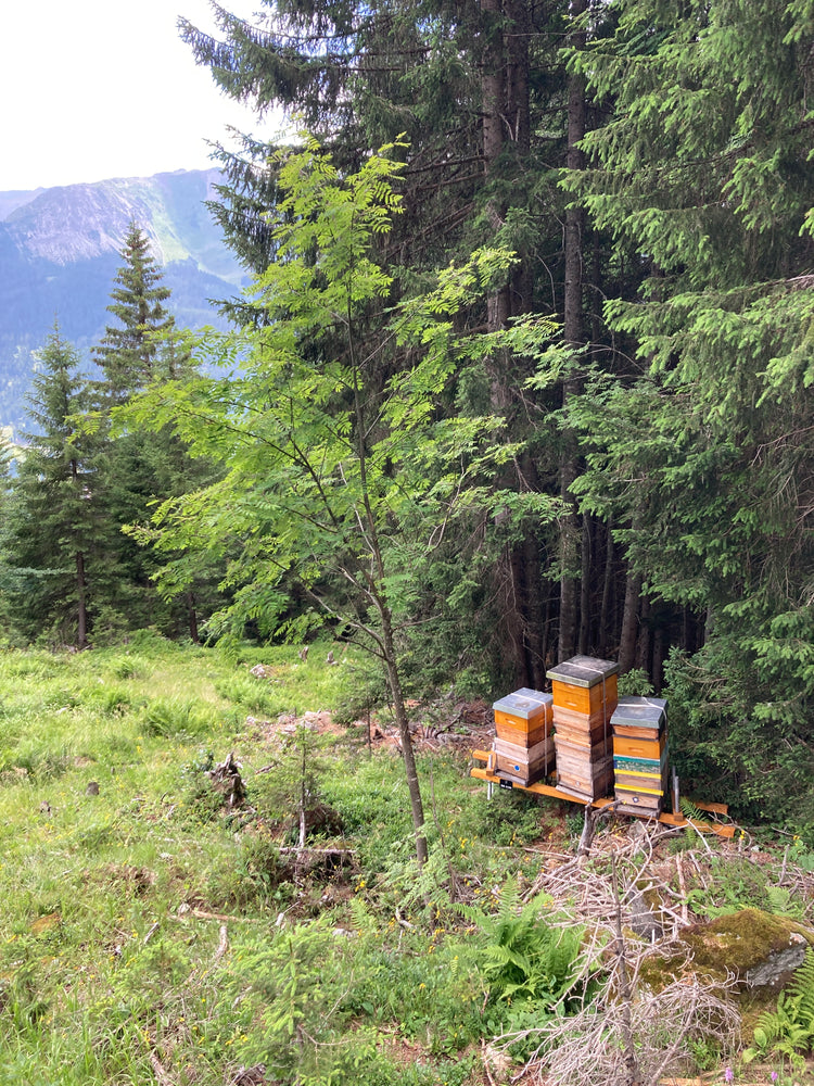 Bild vom Bienenstand Alpenrösli in Klosters der Imkerfamilie Arnet Scherrer. Hier sammeln die Bienen in der Region von Alpenrosen und Enzian den besten Berghonig.