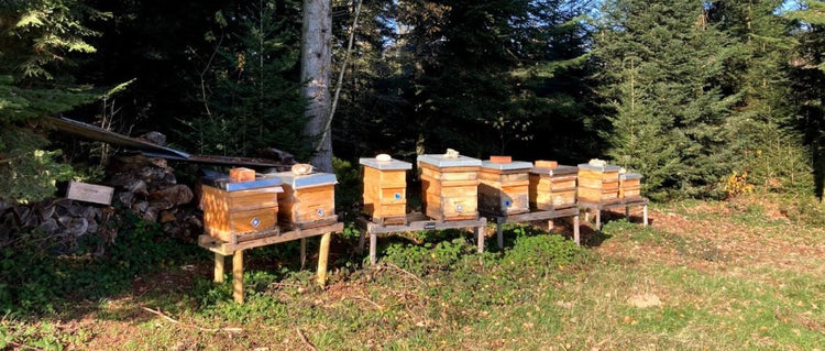 Bienenstand der Bio-Imkerei Arnet Scherrer in Sigigen Luzern