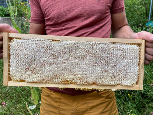 Diese helle Honigwabe aus der Honigernte 2021 verspricht einen leckeren Honig. Das Honigjahr 2021 war nicht ertragreich. Die Imker konnten nur wenig kostbaren Honig ernten.